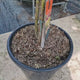 Hortensie paniculata Vanille Fraise – alb-roz – tip copac
