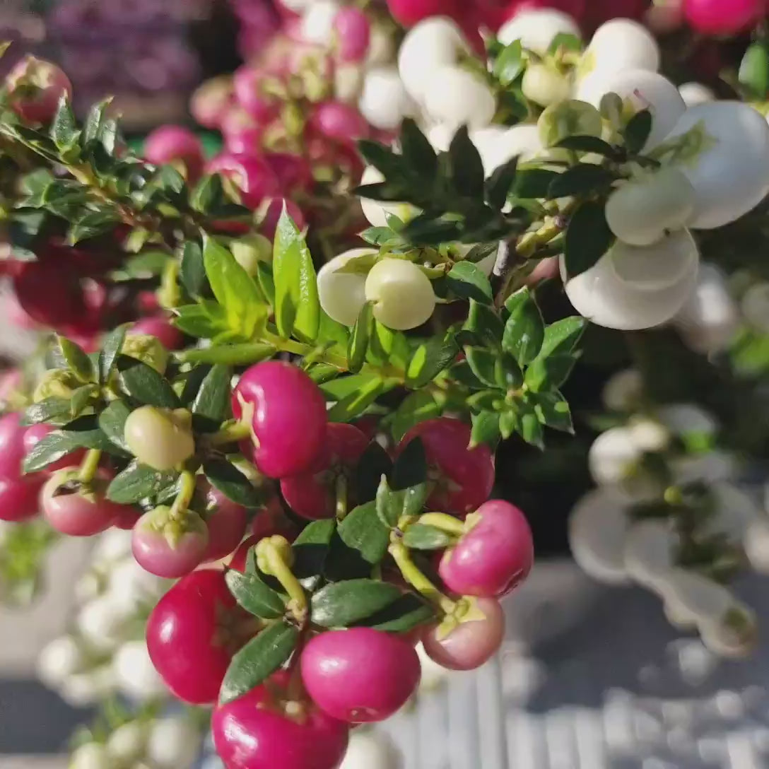 Gaultheria mucronata bicolora, arbust cu fructe rosii si albe lucioase, decorativ toamna si iarna, perfect de craciun