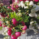 Gaultheria mucronata bicolora, arbust cu fructe rosii si albe lucioase, decorativ toamna si iarna, perfect de craciun