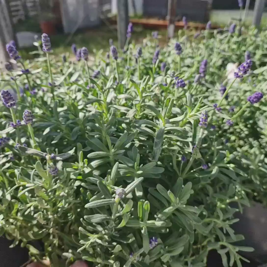 Lavanda Englezeasca Angustifolia Munstead, lavanda parfumata mov, inflorire vara, rezistenta frig -20°C