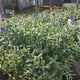 Lavanda Englezeasca Angustifolia Munstead, lavanda parfumata mov, inflorire vara, rezistenta frig -20°C
