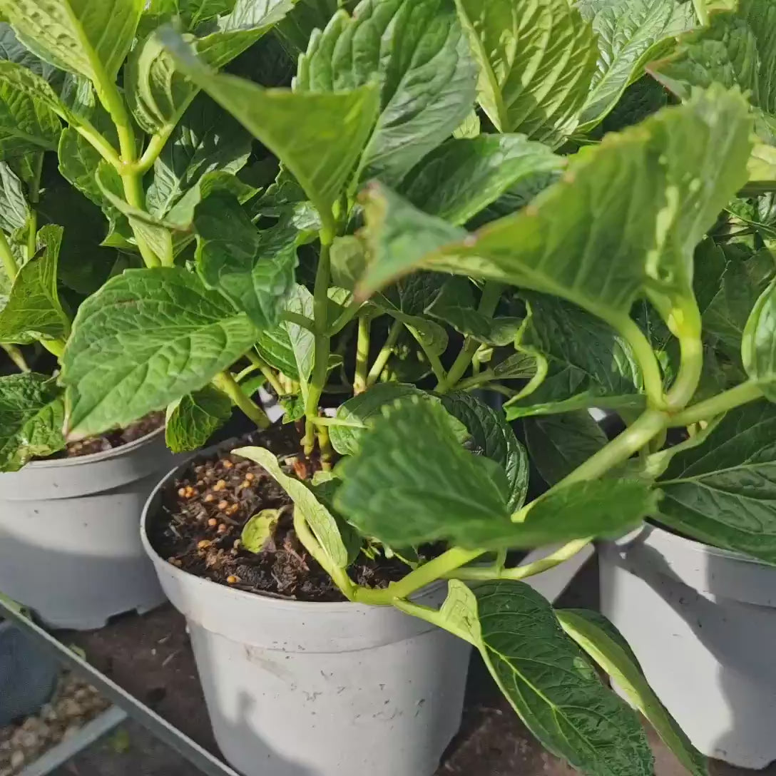 Hortensie macrophylla Schoene Bautznerin – roz