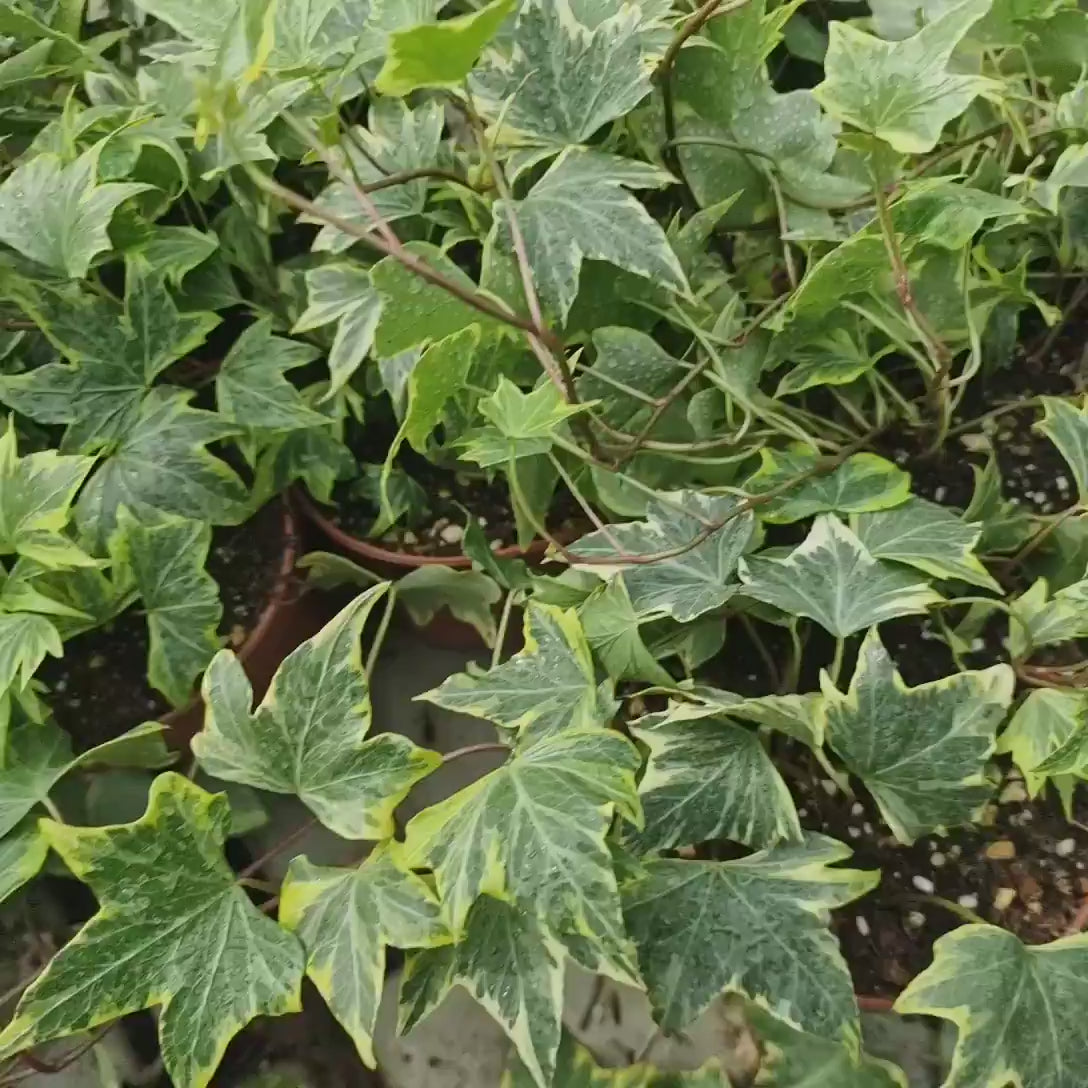 Iedera cataratoare galbena-verde Yellow Ripple, vesnic verde, frunzis galben decorativ, rezistenta la ger