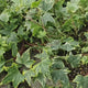 Iedera cataratoare galbena-verde Yellow Ripple, vesnic verde, frunzis galben decorativ, rezistenta la ger