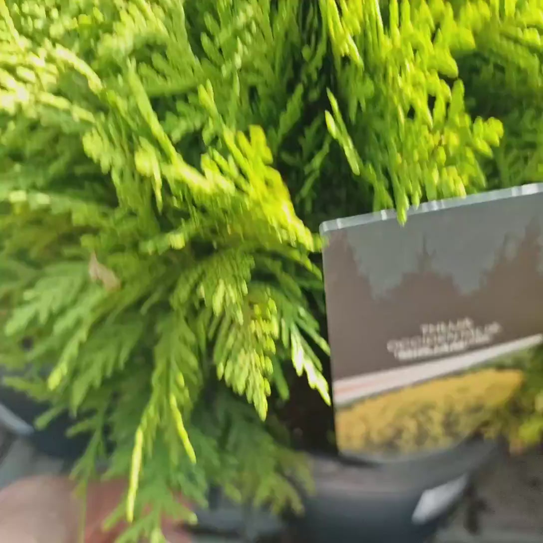 Tuia globulara Mirjam, conifer cu frunzis galben-verzui, forma rotunda, ideal pentru incepatori