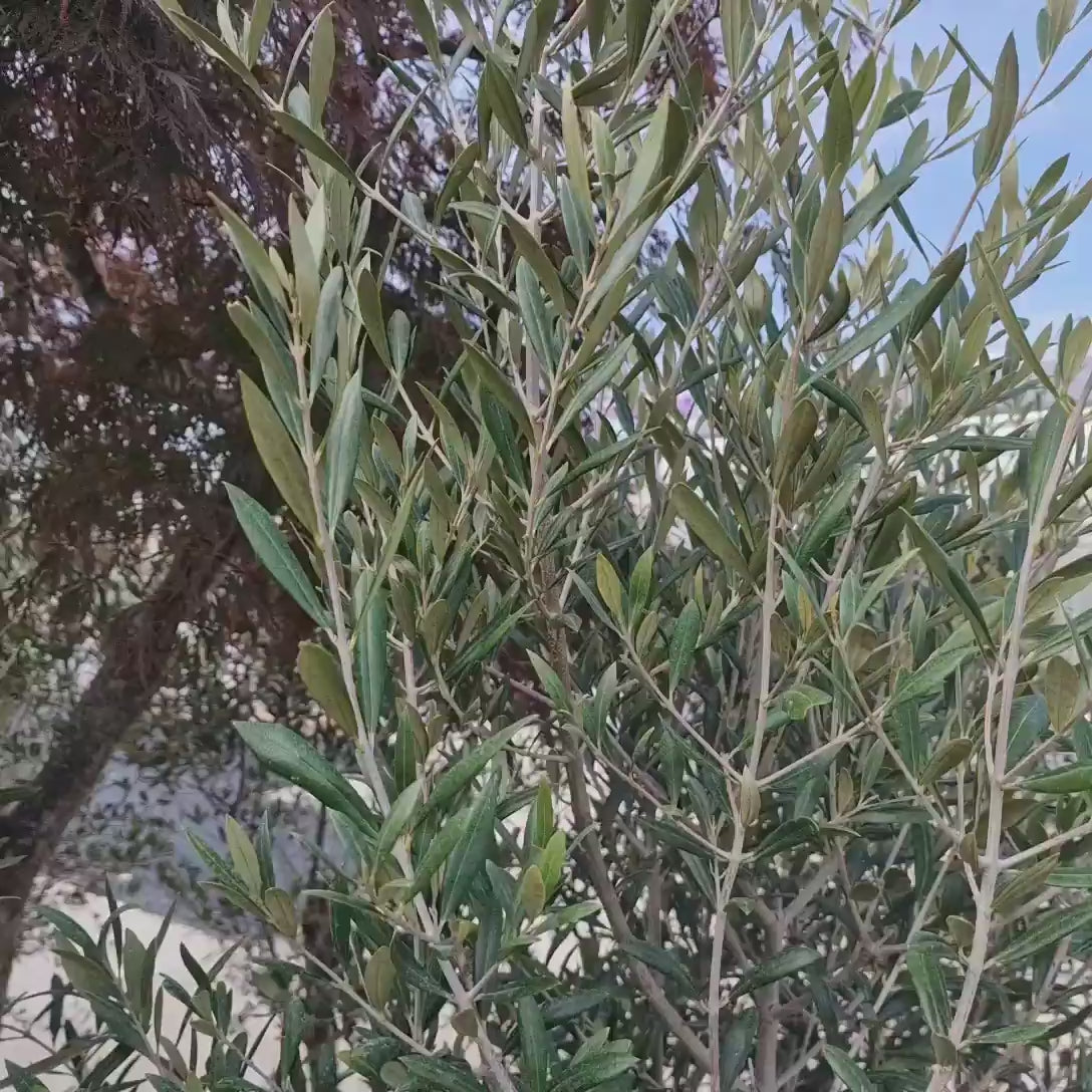 Maslin European Arbequina Aclimatizat, rezistent iarna, vesnic verde, fructifer, usor de ingrijit, efect mediteranean, 170 cm