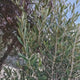 Maslin European Arbequina Aclimatizat, rezistent iarna, vesnic verde, fructifer, usor de ingrijit, efect mediteranean, 170 cm