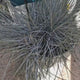 Festuca Glauca (Iarba Albastra) Intens Blue, iarba decorativa albastru intens, compacta, ideala pentru borduri si gradini rock, rezistenta la seceta