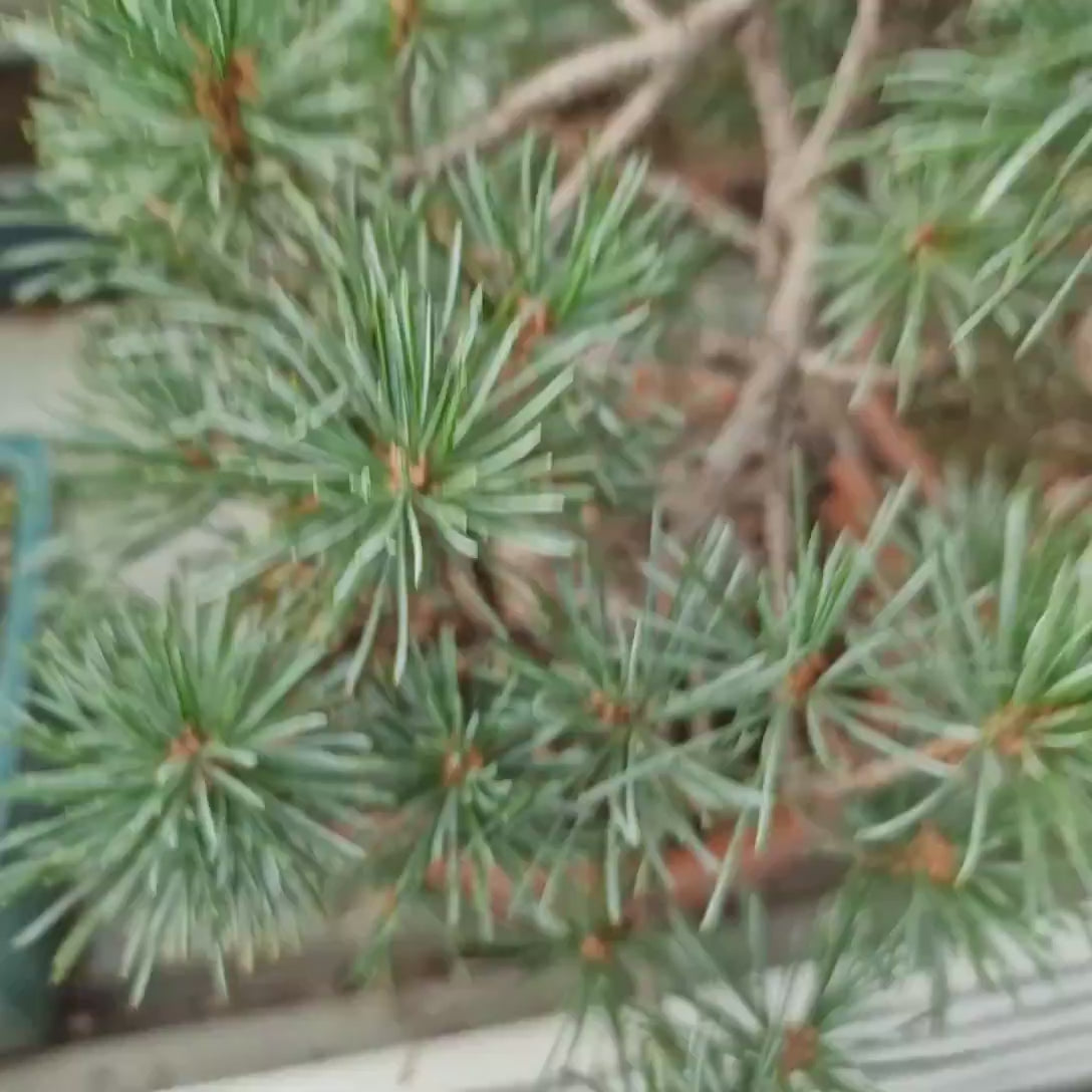 Pin Moyogi Bonsai, pin japonez alb modelat bonsai stil Moyogi, conifer vesnic verde, trunchi curbat, pentru gradina si terasa