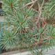 Pin Moyogi Bonsai, pin japonez alb modelat bonsai stil Moyogi, conifer vesnic verde, trunchi curbat, pentru gradina si terasa