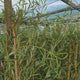 Salcie de Aur Plangatoare (Salix Sepulcralis Chrysocoma), copac ornamental decorativ, coroana eleganta cazatoare, crestere rapida, perfect pentru umbra