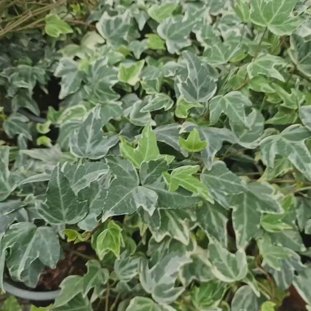 Iedera pitica Hedera Little Diamond, cataratoare, frunzis mic verde-alb, vesnic verde, crestere rapida, semi-umbra su umbra, rezistent la boli si daunatori