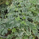 Iedera pitica Hedera Little Diamond, cataratoare, frunzis mic verde-alb, vesnic verde, crestere rapida, semi-umbra su umbra, rezistent la boli si daunatori