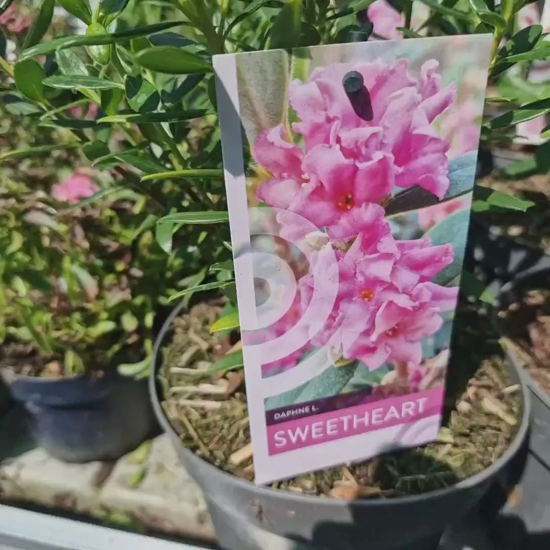 Daphne Sweetheart, Printesa parfumului, cel mai parfumat arbust vesnic verde din lume, flori roz intens