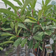 Photinia Copac Red Robin, arbore ornamental vesnic verde, frunzis rosu decorativ, crestere rapida