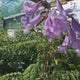 Copacul Violet Jacaranda,Arbore tropical cu flori mov-albastrui spectaculoase, copac ornamental exotic pentru sera, terase si gradini protejate