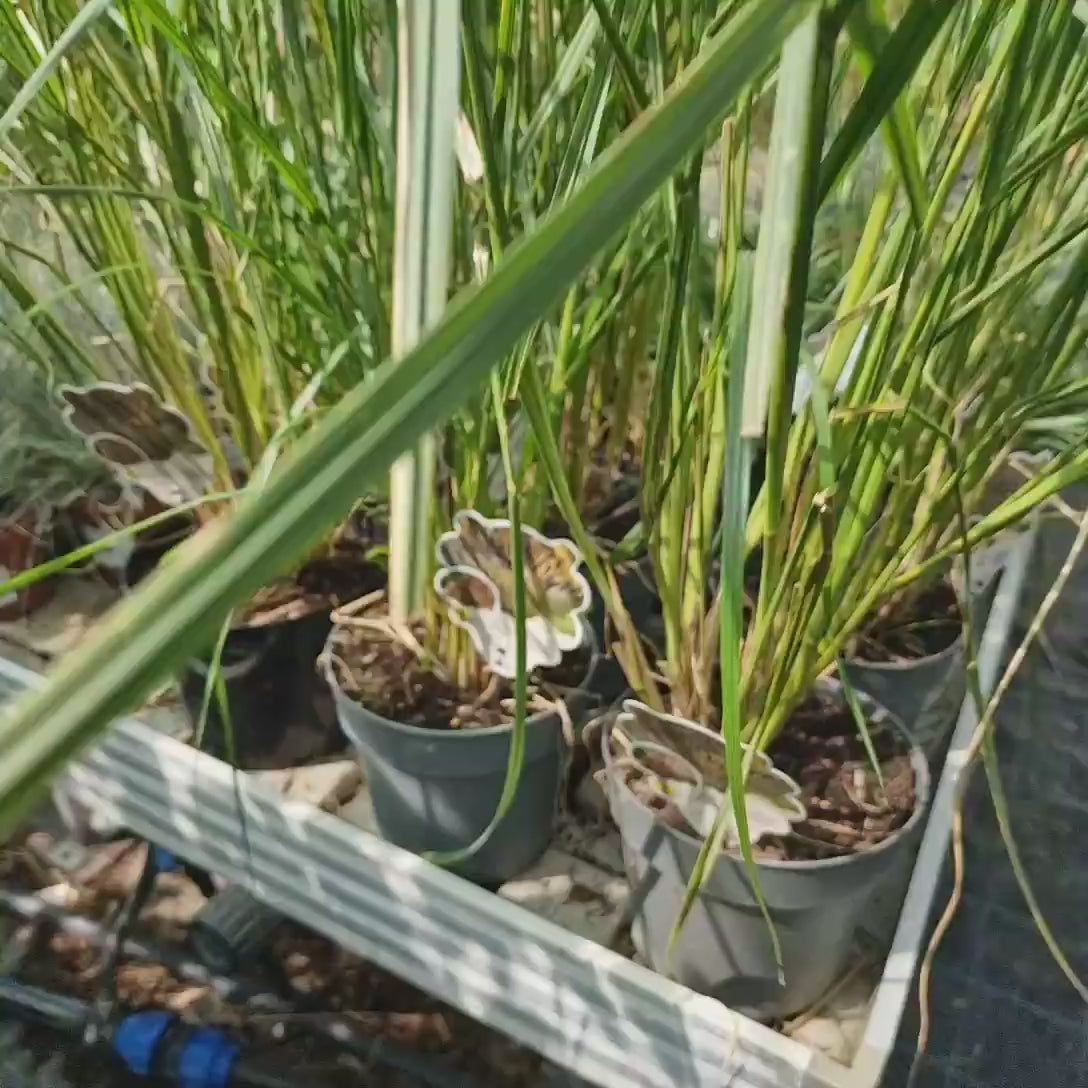 Iarba Chinezeasca Pennisetum Black Beauty, frunzis purpuriu intens si spice elegante, crestere rapida