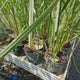 Iarba Chinezeasca Pennisetum Black Beauty, frunzis purpuriu intens si spice elegante, crestere rapida