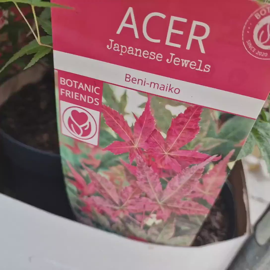 Artar Japonez Pitic Beni-Maiko, frunzis rosu-roz spectaculos, compact, rezistenta frig -20°C