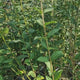 Lemn Cainesc comun cu frunza mica (Ligustrum Atrovirens), gard viu dens, crestere rapida, vesnic verde