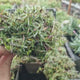 Garofita de gradina (Dianthus Fire Star), planta perena cu flori rosii parfumate si frunzis gri-verzui pentru borduri si stancarii