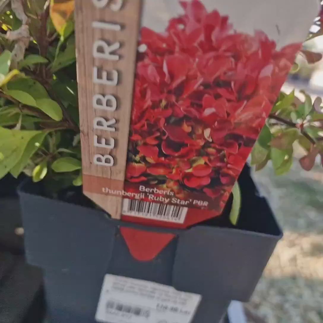 Dracila Berberis Japoneza Ruby Star, arbust pitic decorativ cu frunze rosii rubinii pentru borduri si gard viu mic