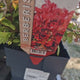 Dracila Berberis Japoneza Ruby Star, arbust pitic decorativ cu frunze rosii rubinii pentru borduri si gard viu mic