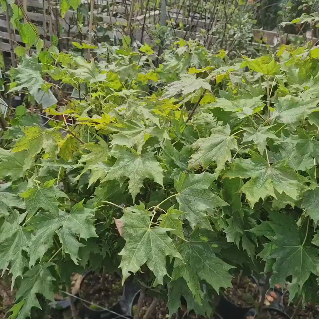 Artar Norvegian Globular (Acer Platanoides Globosum), artar globular decorativ, coroana compacta, rezistent la frig