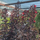 Liliac Indian Tip Copac Best Red, arbore de vara cu flori rosii-scarlet, inflorire lunga