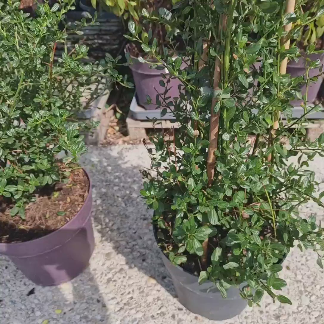 Liliac albastru californian Victoria (Ceanothus Impressus), cu flori albastre, vesnic verde, gard viu sau planta solitara