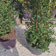 Liliac albastru californian Victoria (Ceanothus Impressus), cu flori albastre, vesnic verde, gard viu sau planta solitara