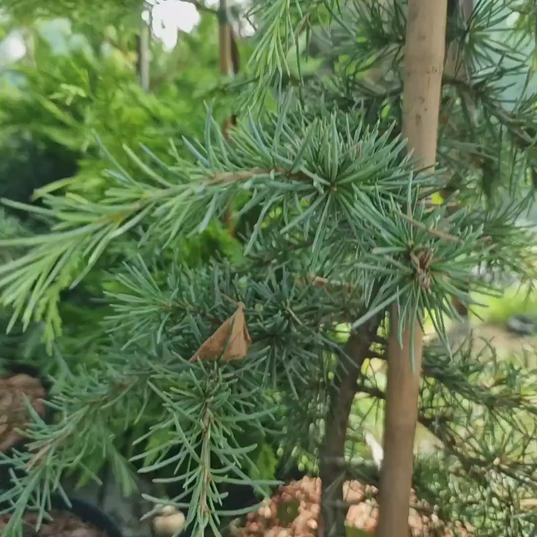 Cedru Pitic de Himalaya Lime Glow (Cedrus Deodara), conifere cu ace luminoase galben-verzui, vesnic verde