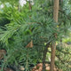 Cedru Pitic de Himalaya Lime Glow (Cedrus Deodara), conifere cu ace luminoase galben-verzui, vesnic verde