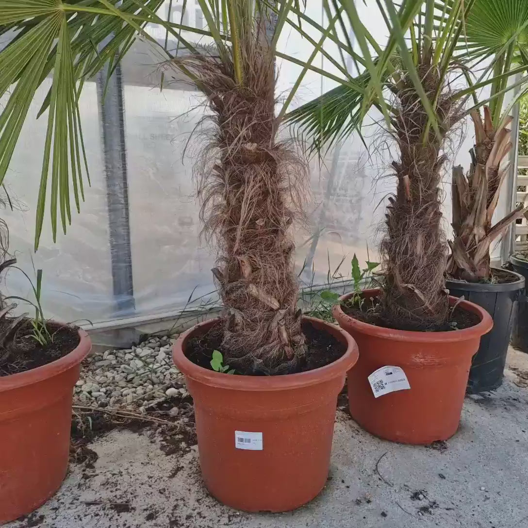 Palmier Morisca Trachycarpus Fortunei, rezistent la ger, frunzis exotic, crestere moderata, tulpina 90 cm, 180-200 cm