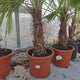 Palmier Morisca Trachycarpus Fortunei, rezistent la ger, frunzis exotic, crestere moderata, tulpina 90 cm, 180-200 cm