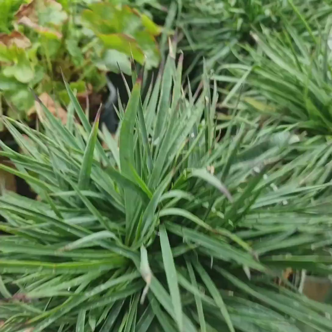 Garofita de camp (Dianthus carthusianorum), planta perena cu flori roz-purpurii pentru borduri si gradini naturaliste
