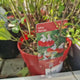Salvie Hot Lips, planta perena decorativa, cu flori bicolore alb-rosu