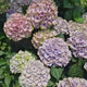 Hortensie Hydrangea macrophylla Magical Jewel, compacta, flori mari cu nuante schimbatoare