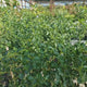 Liliac Californian Tip Copac Repens (Ceanothus Thyrsiflorus), cu flori albastre, vesnic verde
