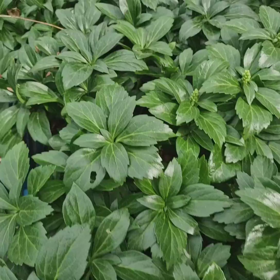 Waldsteinia Ternata, tarator, vesnic verde cu flori, planta de acoperire sol, perena decorativa, rezistenta frig