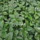 Waldsteinia Ternata, tarator, vesnic verde cu flori, planta de acoperire sol, perena decorativa, rezistenta frig