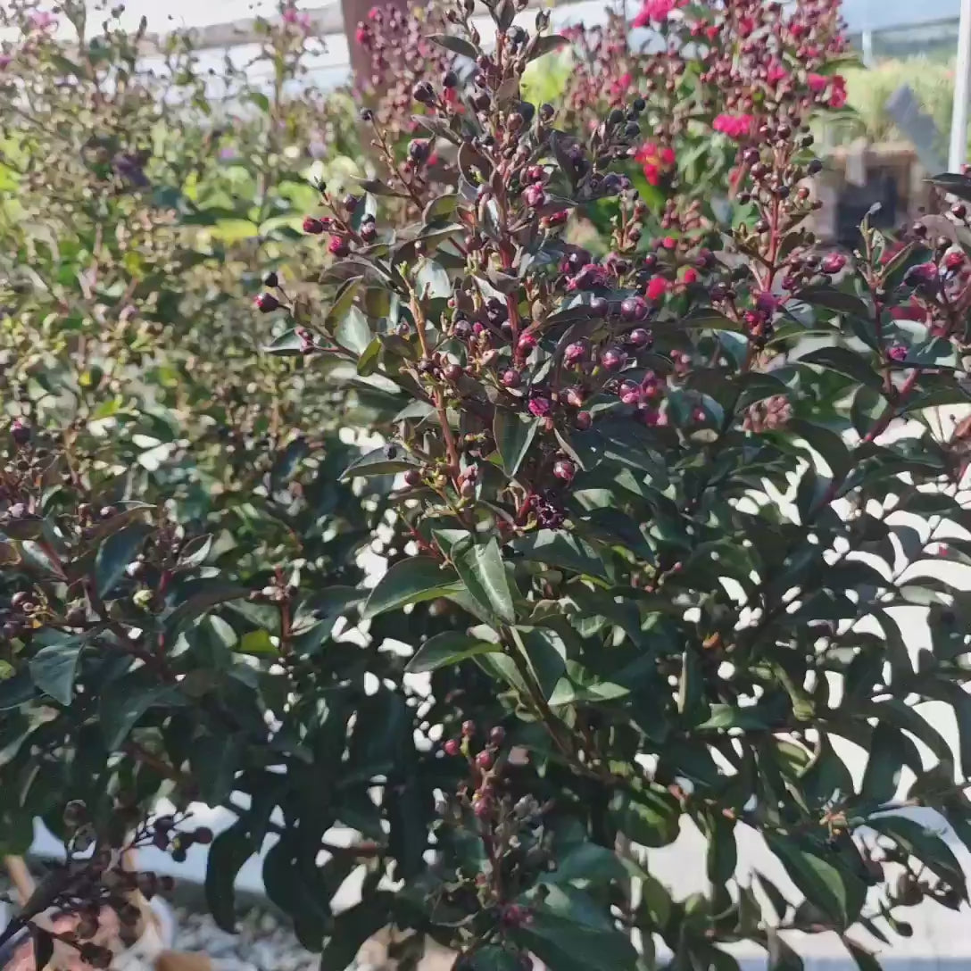Lagerstroemia Indica Copac Double Feature, arbore compact cu flori roz-fucsia, inflorire lunga
