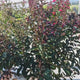 Lagerstroemia Indica Copac Double Feature, arbore compact cu flori roz-fucsia, inflorire lunga