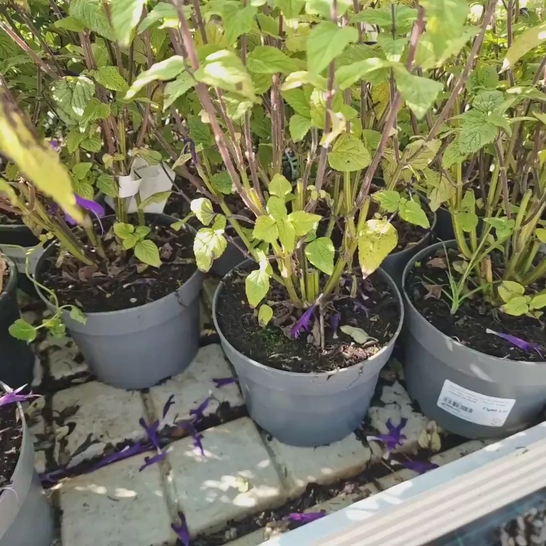 Salvia Amistad, planta perena cu flori mov intense, inflorire lunga, premiat de RHS