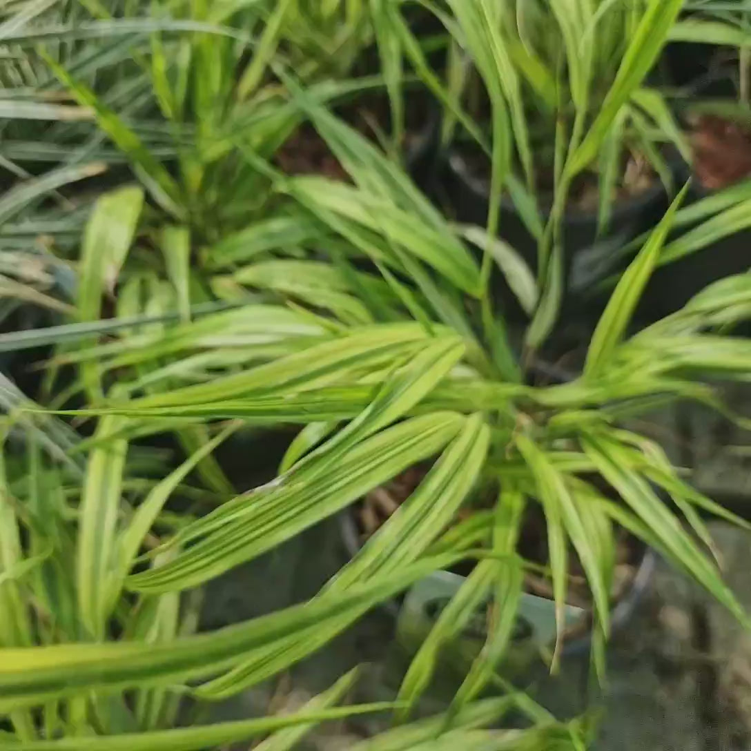 Iarba ornamentala japoneza Hakonechloa Macra Aureola, decorativa galben-verde, pentru umbra, foarte eleganta