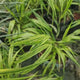 Iarba ornamentala japoneza Hakonechloa Macra Aureola, decorativa galben-verde, pentru umbra, foarte eleganta