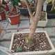 Aranjament Bonsai cu Trandafir Japonez Camellia Sasanqua Sylvia, vesnic verde cu flori roz-inchis si parfum intens