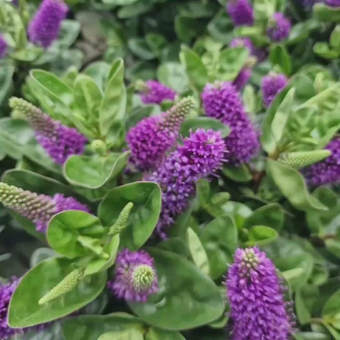 Hebe Donna Nikka, cu flori roz-inchis, arbust decorativ vesnic verde, flori violet, magnet pentru fluturii si albinele