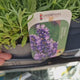 Lavanda Englezeasca Essence Purple lavanda parfumata albastra-mov intens, perena decorativa, rezistenta seceta si frig