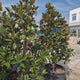 Magnolie Grandiflora Gallisoniensis, magnolie vesnic verde, flori albe uriase parfumate, frunze verde inchis lucios, revers brun catifelat, rezistenta la frig, ideal pentru gradini elegante